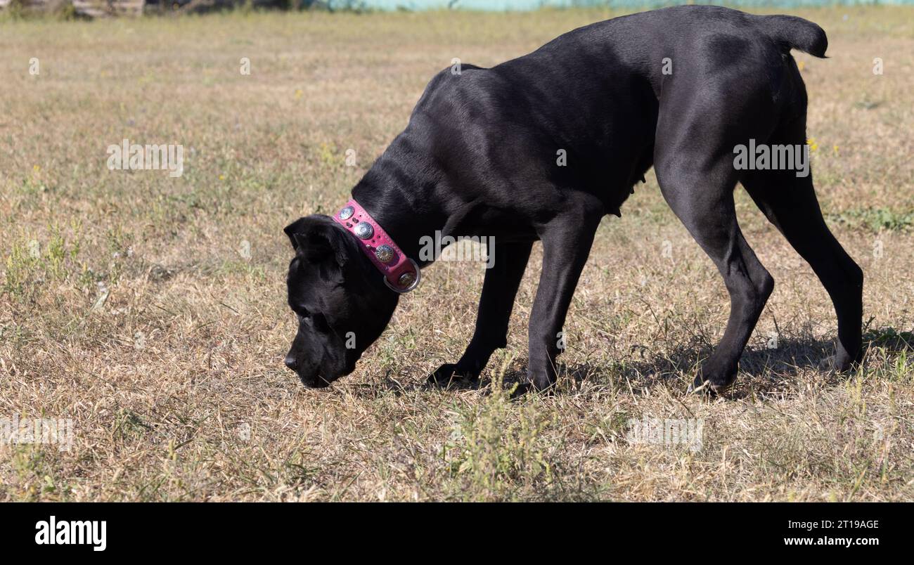 portrait-of-an-italian-mastiff-cane-corso-black-and-white-italian