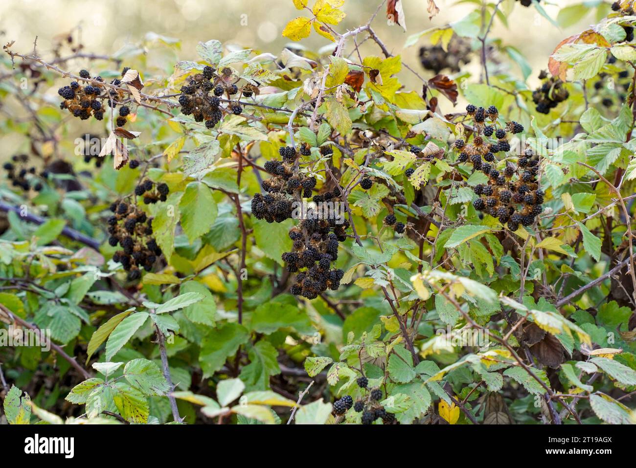 Wild Blackberries, Rubus fruticosus, Spain. Stock Photo
