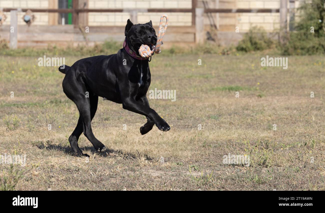 Portrait of an Italian Mastiff Cane Corso. Black and white Italian ...