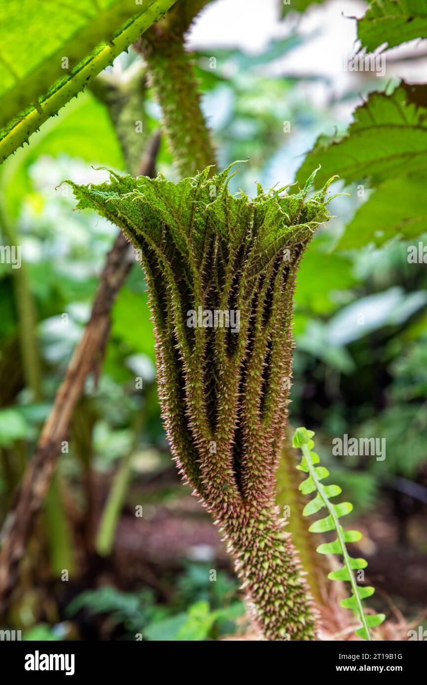 The emerging leaf of the giant Gunnera Manicata plant, also known as