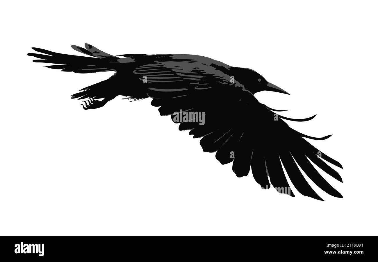 Silhouette of a flying bird, crow isolated on white background, vector
