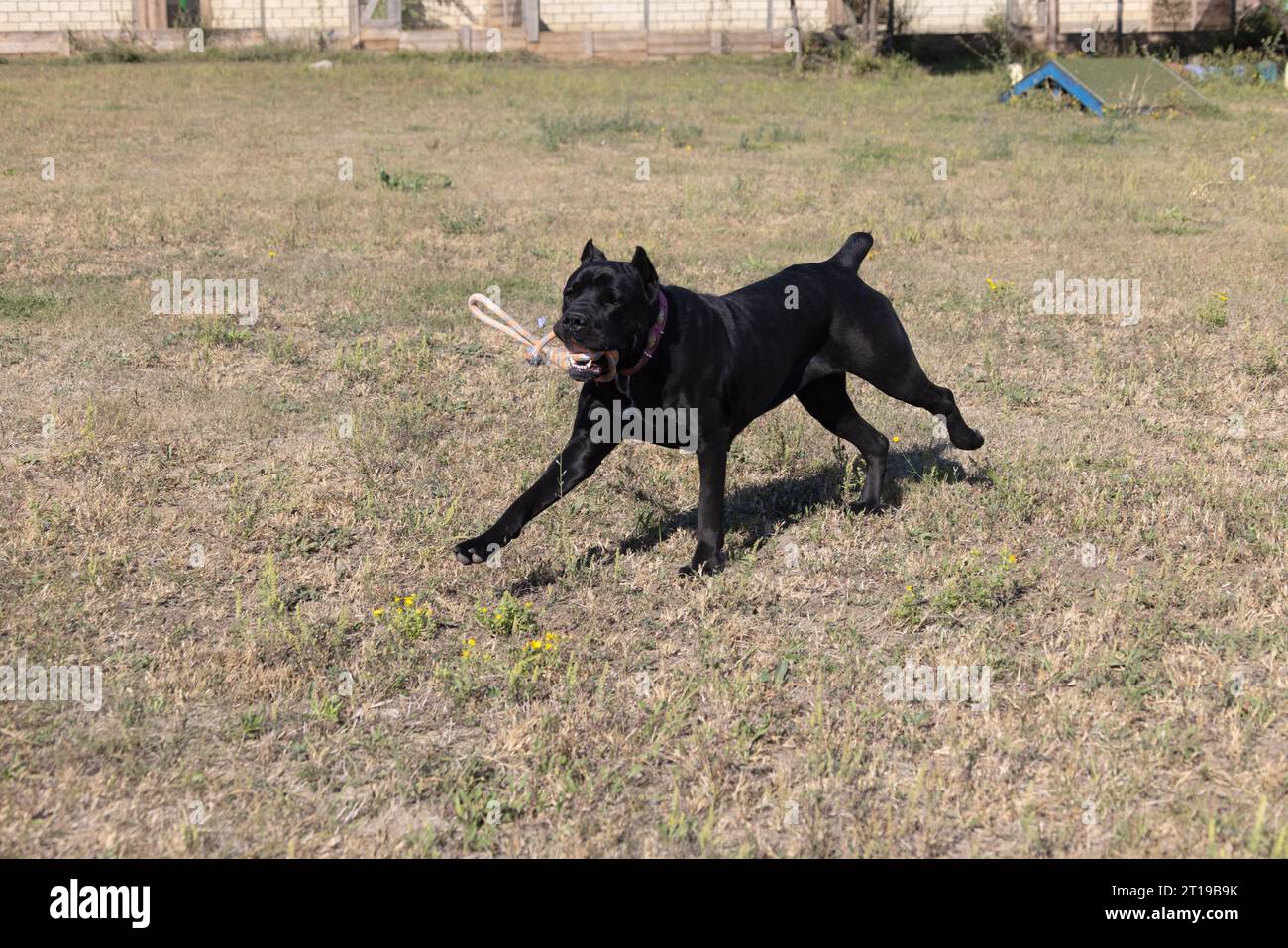 portrait-of-an-italian-mastiff-cane-corso-black-and-white-italian