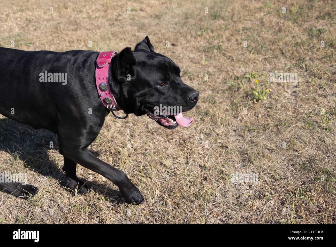 Portrait of an Italian Mastiff Cane Corso. Black and white Italian ...