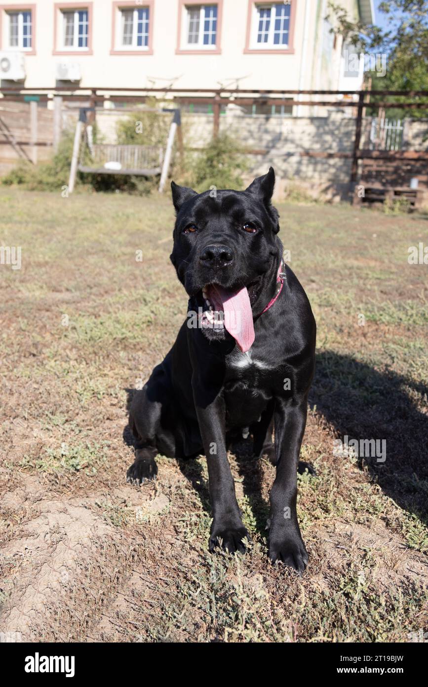 Portrait of an Italian Mastiff Cane Corso. Black and white Italian