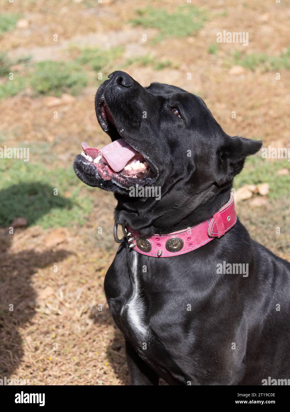 Portrait of an Italian Mastiff Cane Corso. Black and white Italian ...