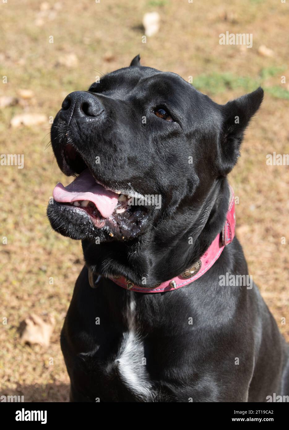 Portrait of an Italian Mastiff Cane Corso. Black and white Italian ...