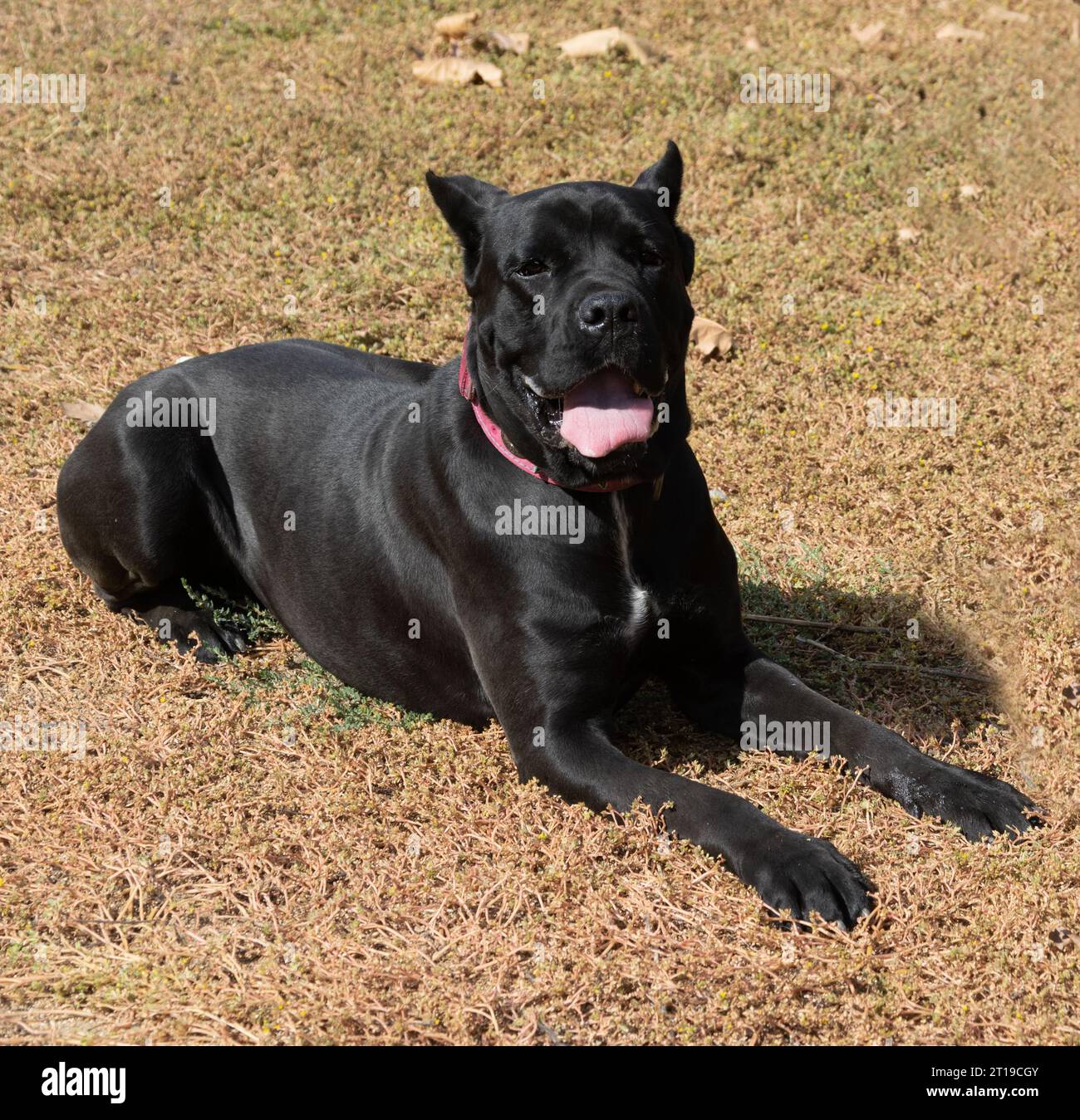 Portrait of an Italian Mastiff Cane Corso. Black and white Italian ...