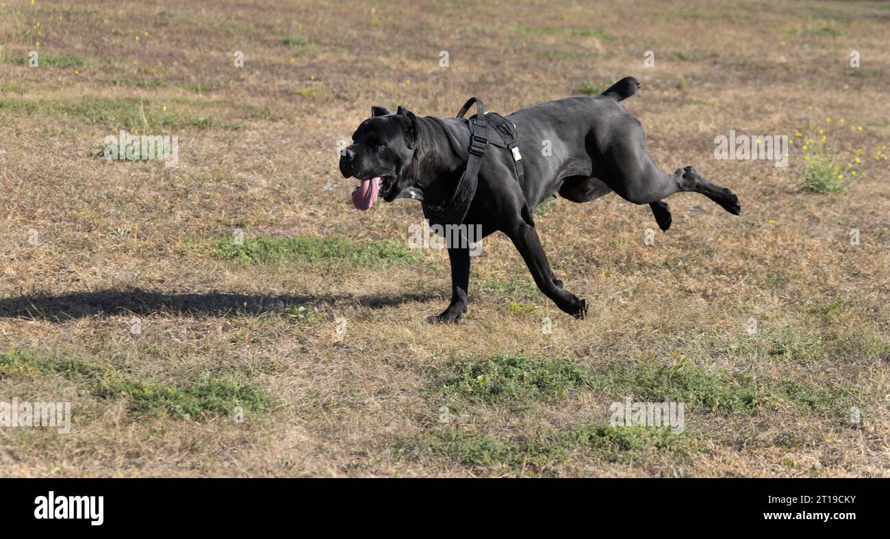 Portrait of an Italian Mastiff Cane Corso. Black and white Italian ...