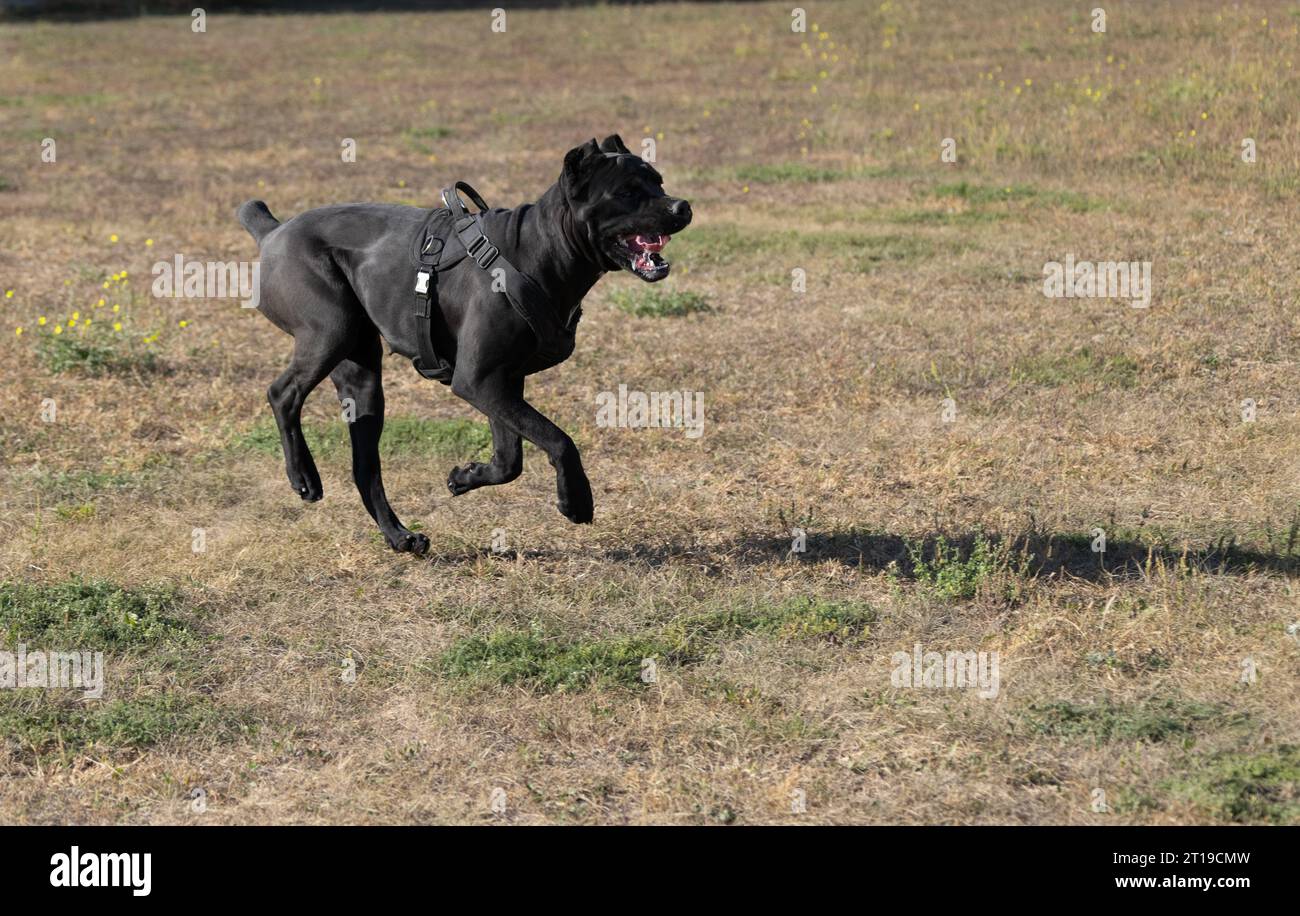 Portrait Of An Italian Mastiff Cane Corso Black And White Italian Portrait Of An Italian Mastiff Cane Corso Black And White Italian