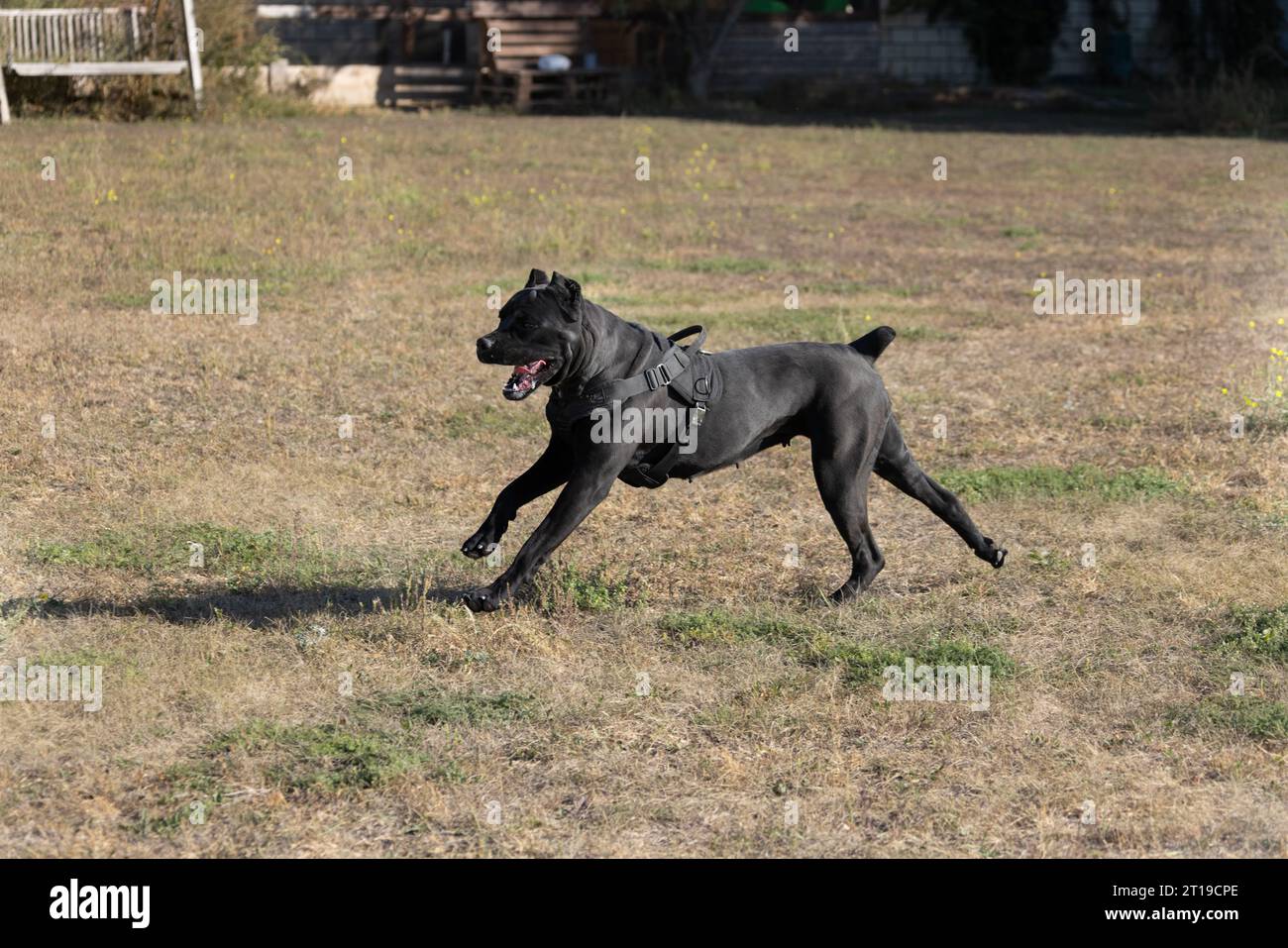 portrait-of-an-italian-mastiff-cane-corso-black-and-white-italian