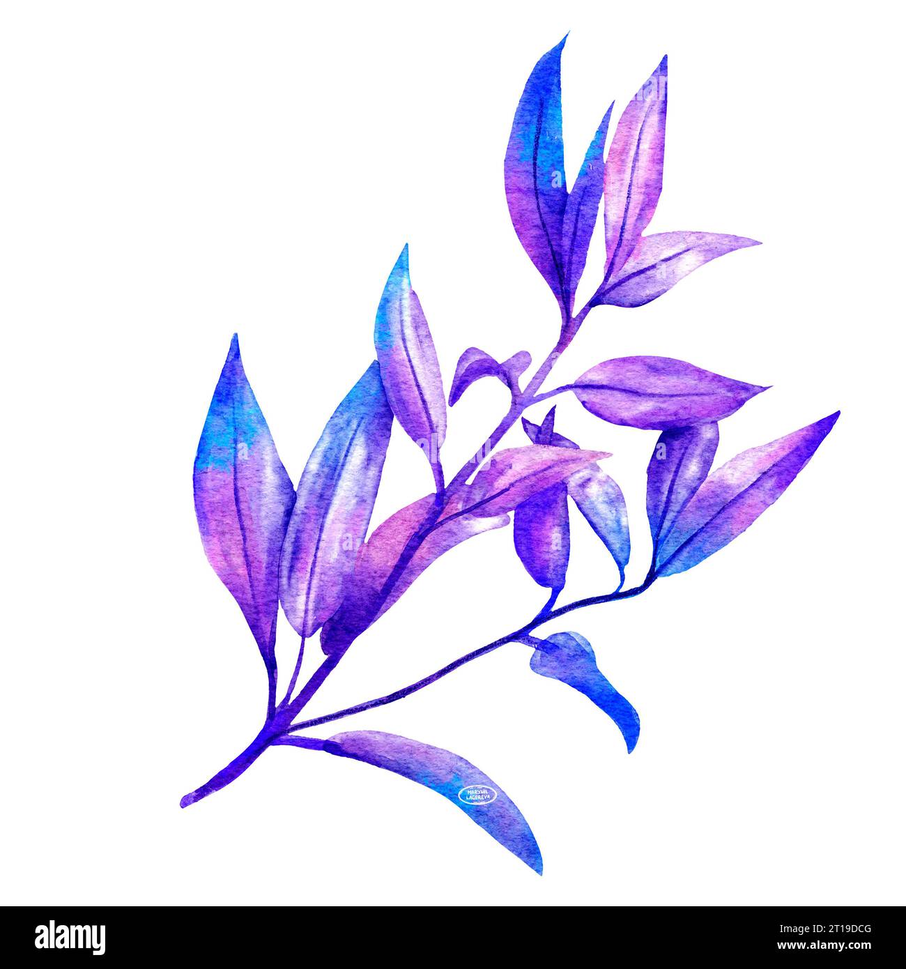 Hand drawn watercolor illustration of branch with purple blue turquoise ...