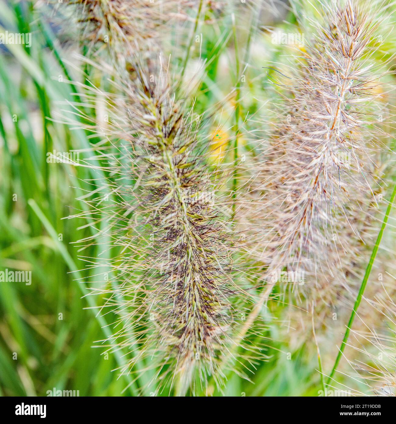 Decorative ornamental grass in close up of the seedheads. Seen in