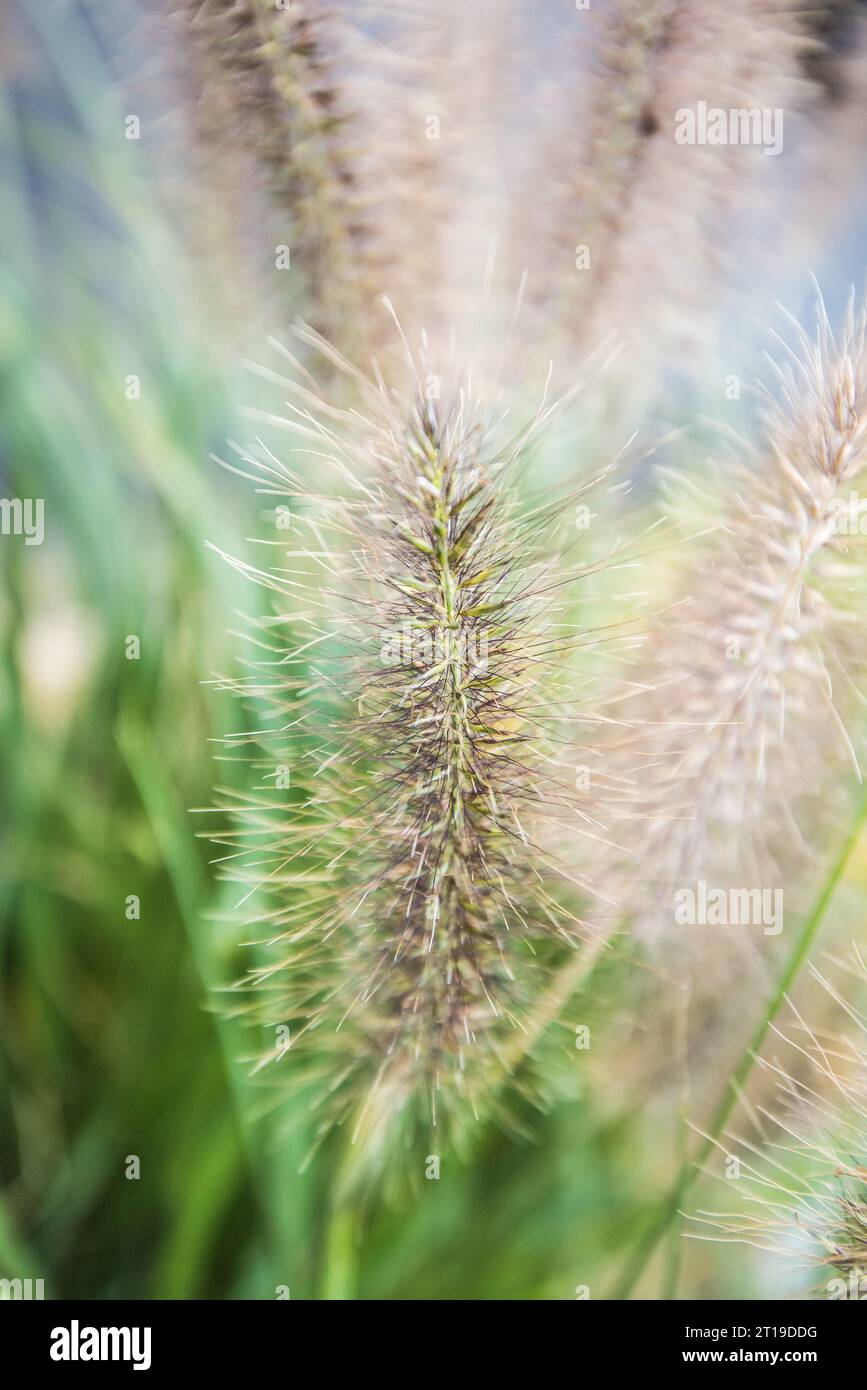 Decorative ornamental grass in close up of the seedheads. Seen in