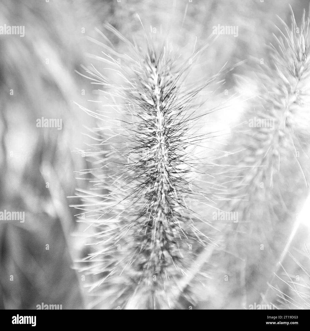 Decorative ornamental grass in close up of the seedheads. Seen in