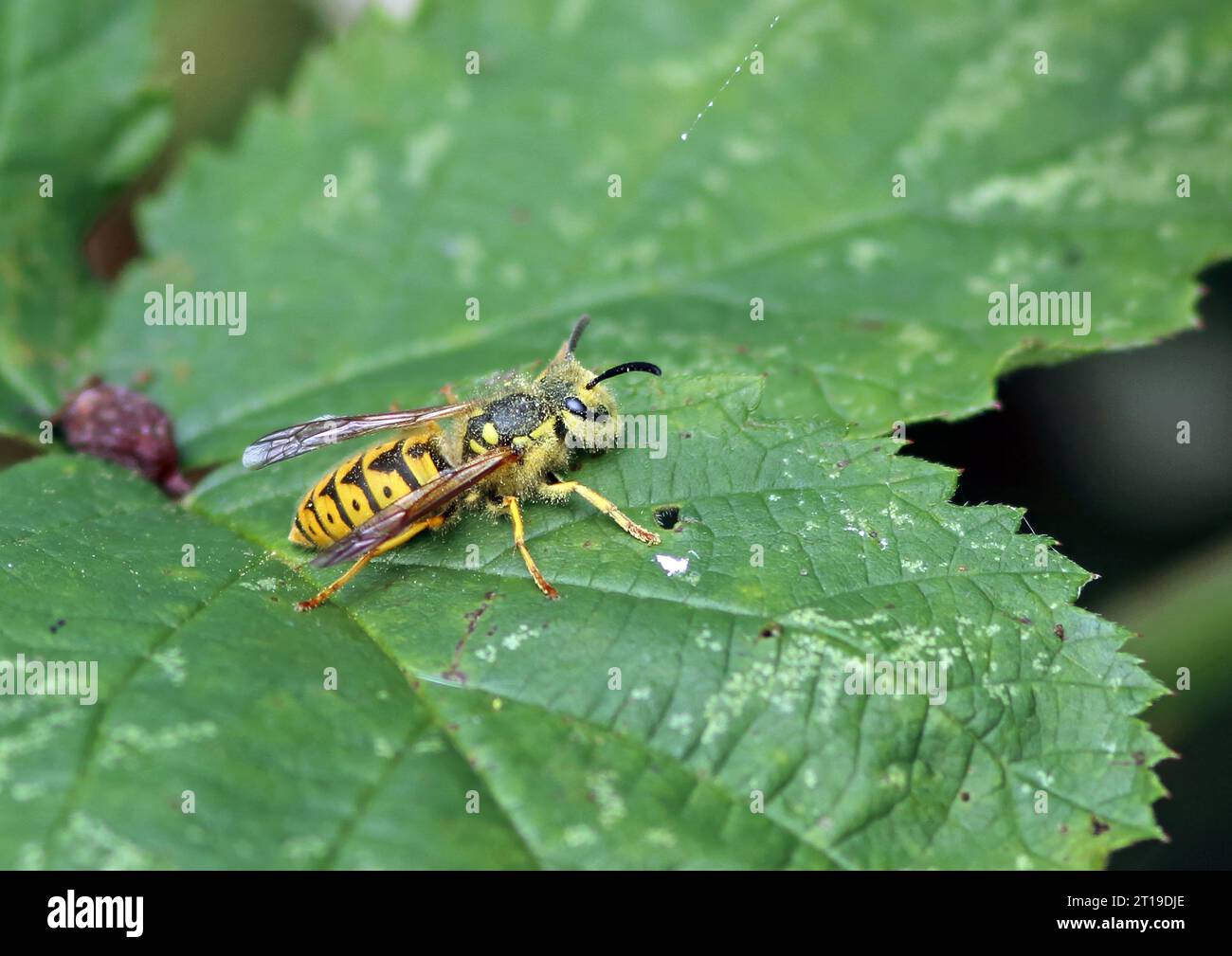 Common Wasp (Vespula vulgaris) adult at rest on leaf, covered with pollen  Eccles-on-sea, Norfolk, UK.a      September Stock Photo