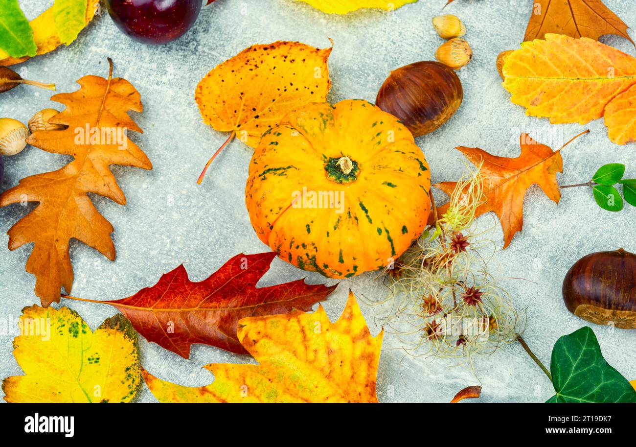 Fallen autumn leaves and pumpkin, herbarium. Fall Stock Photo