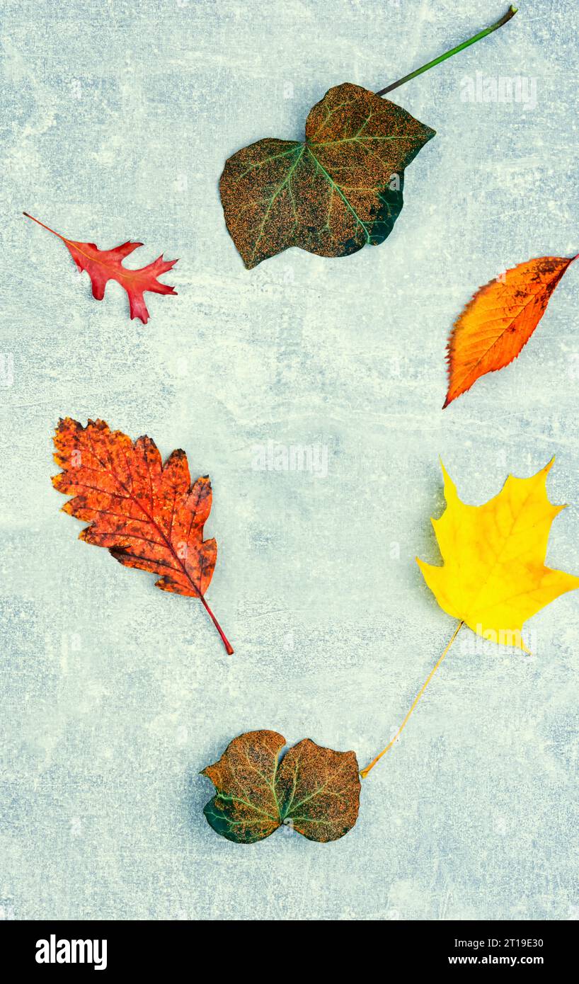 Fallen autumn leaves, herbarium. Colorful autumn, fall. Space for text Stock Photo
