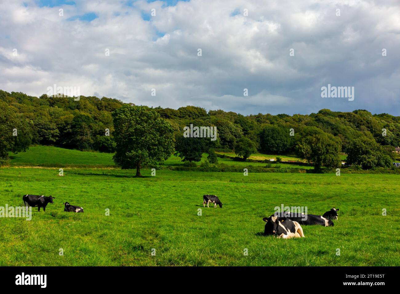 Dairy cows resting in a field near Ashover in north east Derbyshire England UK. Stock Photo