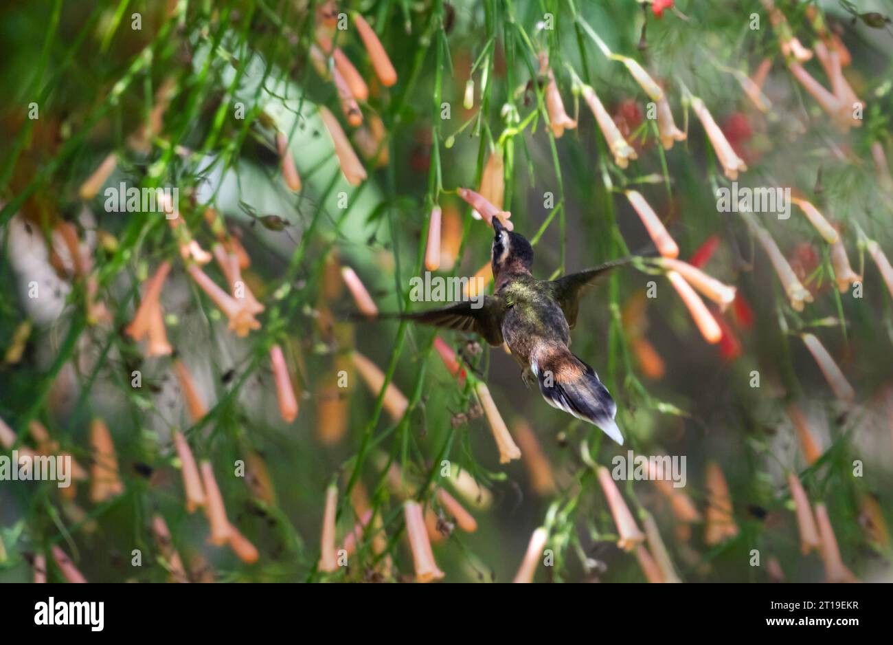 Tropical Little Hermit hummingbird,  Phaethornis longuemareus, flying in the shadows of lush vegetation feeding on nectar from flowers Stock Photo