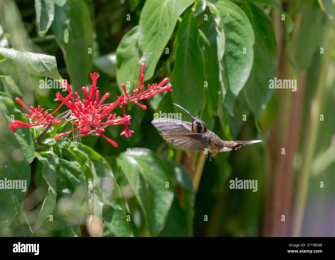 Little Hermit hummingbird, Phaethornis longuemareus, flying in a garden with flowers in beautiful pose Stock Photo