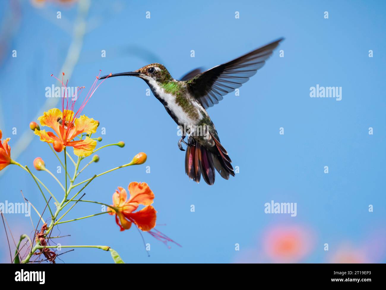 Black-throated Mango hummingbird, Anthracothorax nigricollis, flying in blue sky with tail flared next to tropical orange flowers Stock Photo