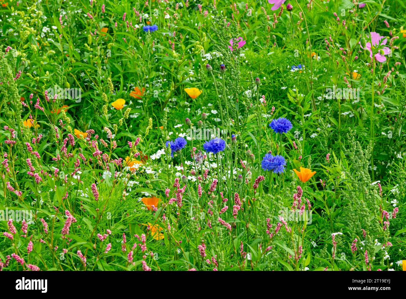 Summer wildflowers wild flowers hi-res stock photography and images - Alamy