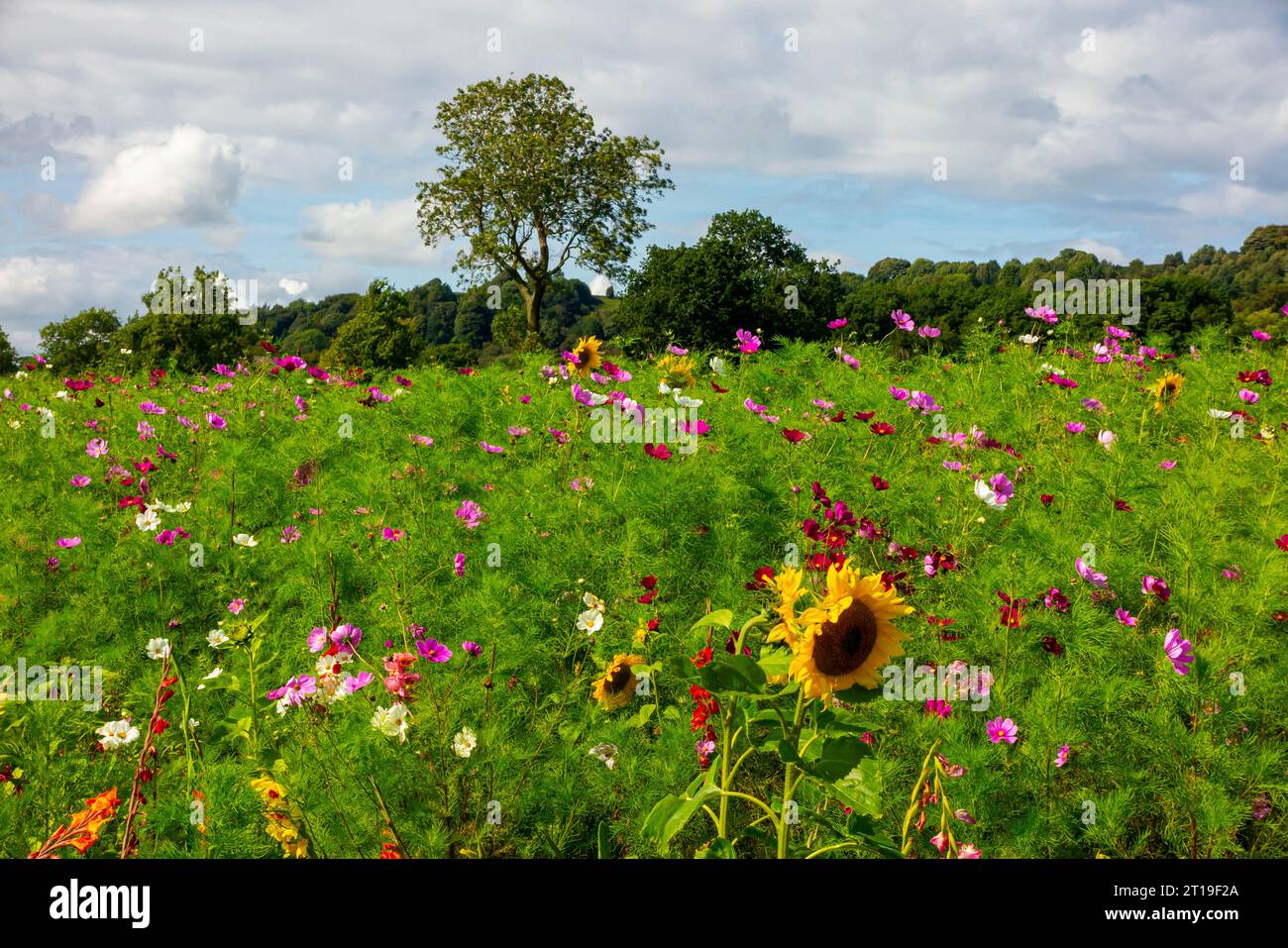 Field full colourful wildflowers hi-res stock photography and images ...