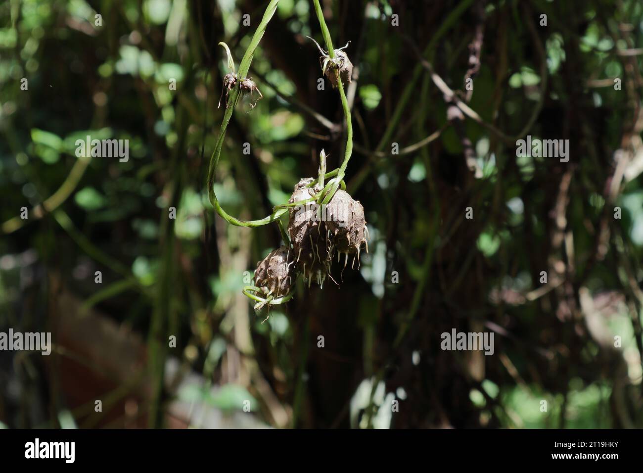 View of the developing aerial tubers of a white variety of Dioscorea genus yam, hanging on the vine as a cluster. On the yam surface growing aerial ro Stock Photo