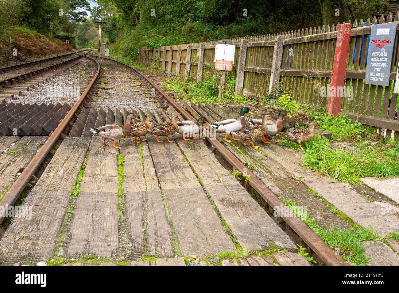 Ducks crossing the Cheddleton railway line tracks  at Consall Wharf in the Churnet  valley Staffordshire England Stock Photo