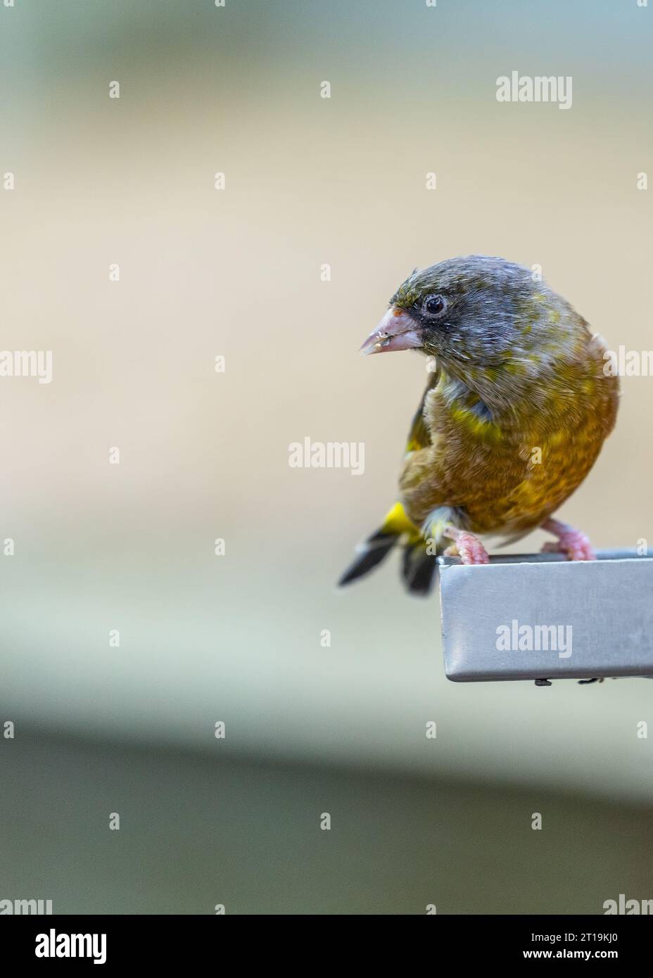 The Grey-capped Greenfinch (Chloris sinica), a charming bird, commonly