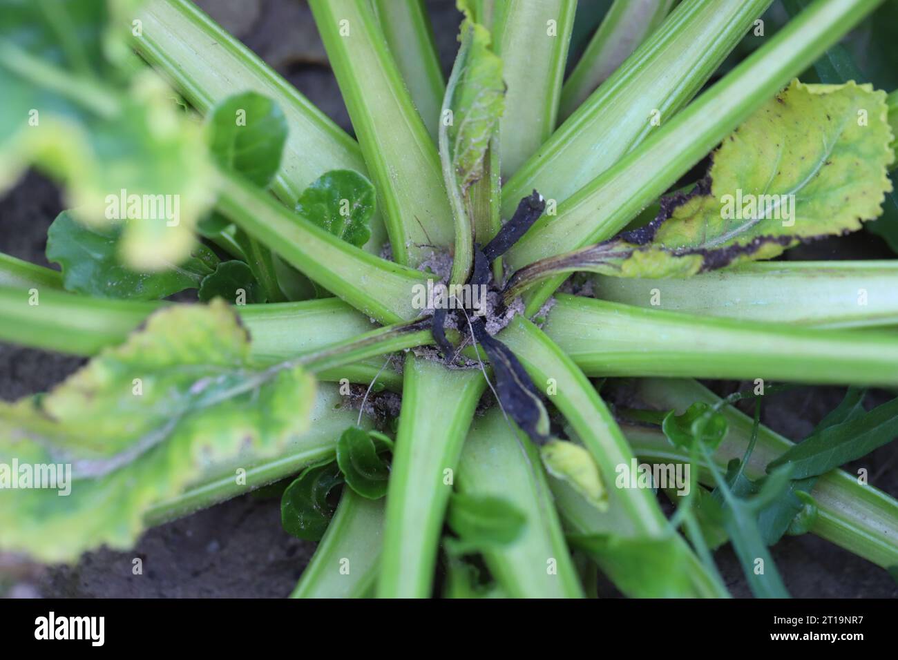 Boron deficiencies on sugar beet plants. Lack of nutrients