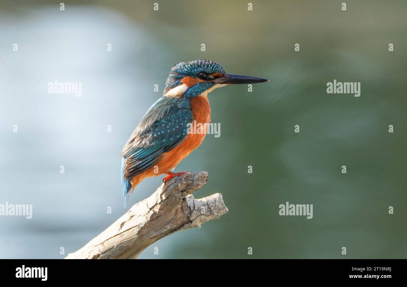 Common kingfisher, Eurasian Kingfisher (male) at a riverside, looking for fish, Andalusia, Spain. Stock Photo