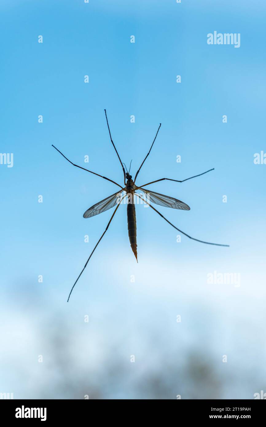 Crane fly on window Stock Photo - Alamy