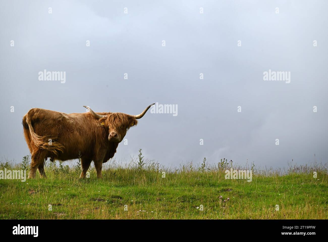 A hairy coos, or highland cow, near Idrigil in the Isle of Skye, Scotland. Stock Photo