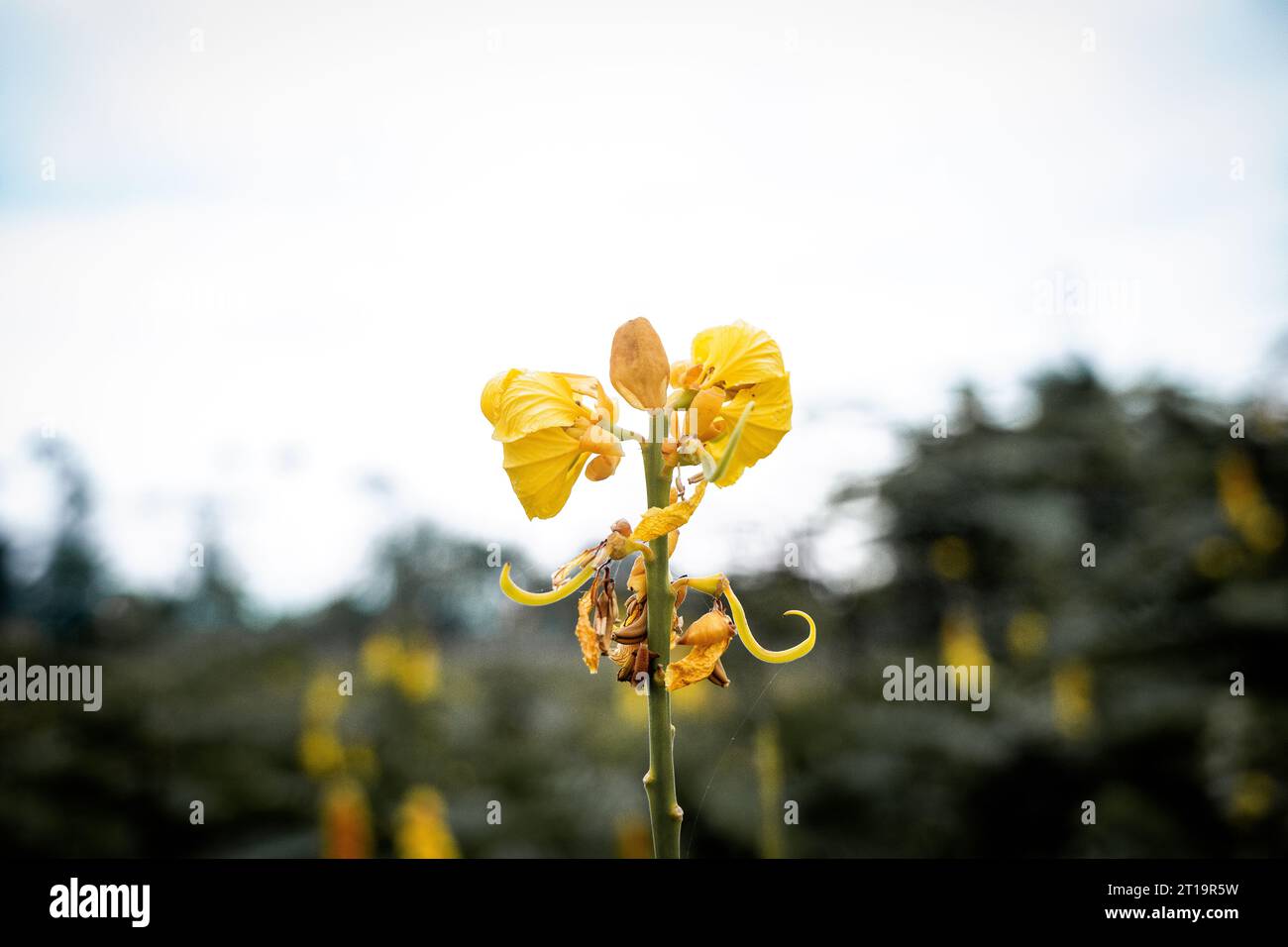 Unpretentious Yellow Flower Stock Photo
