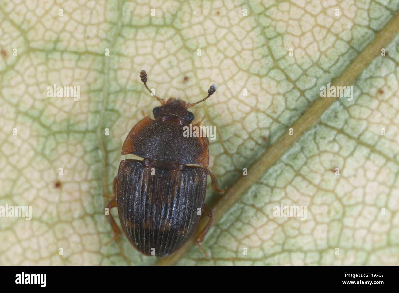 Stelidota geminata, the strawberry sap beetle in the family Nitidulidae. Native to the Americas and introduced to Europe. Stock Photo