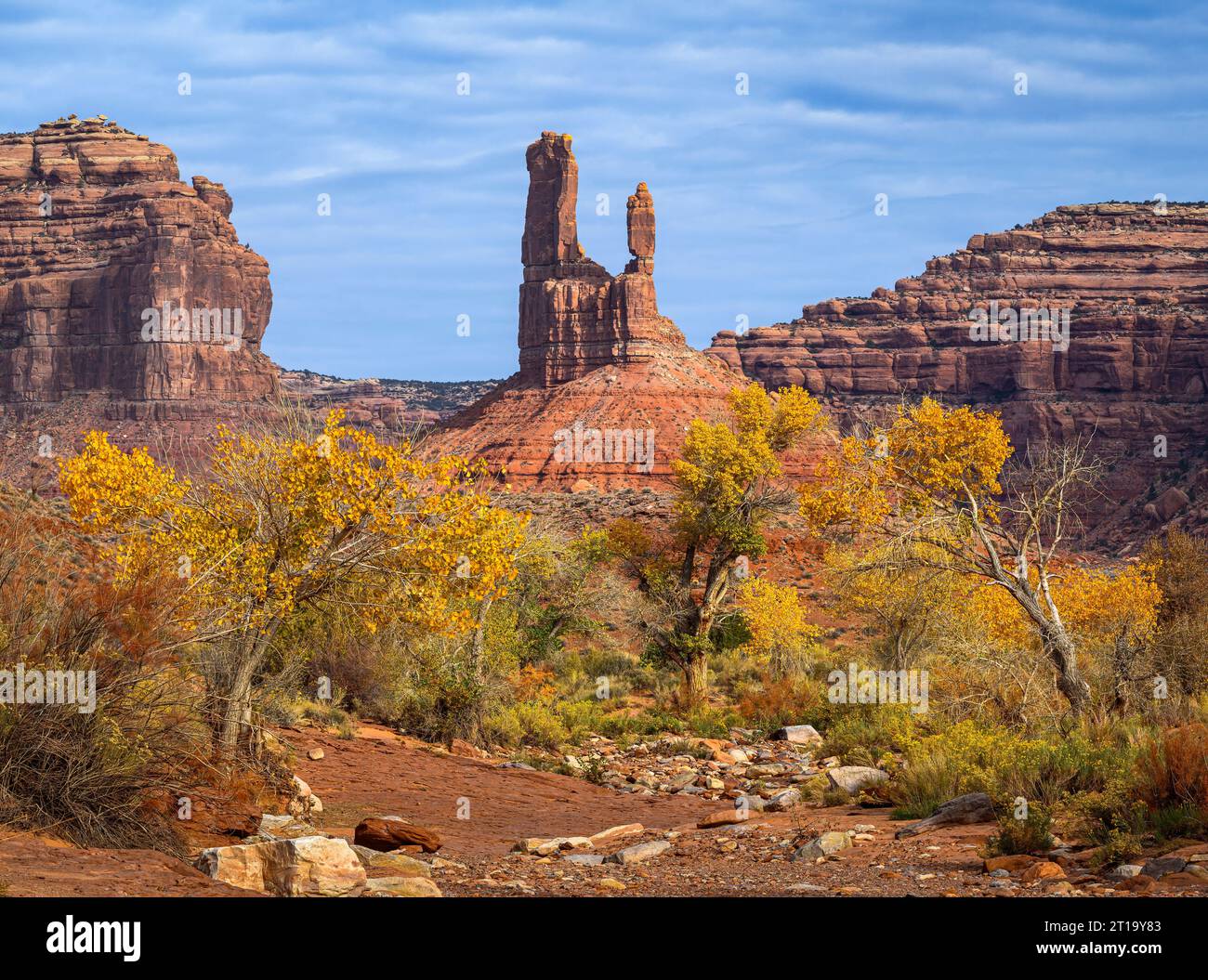 Cottonwood trees in fall color in Valley of the Gods, Utah. Stock Photo