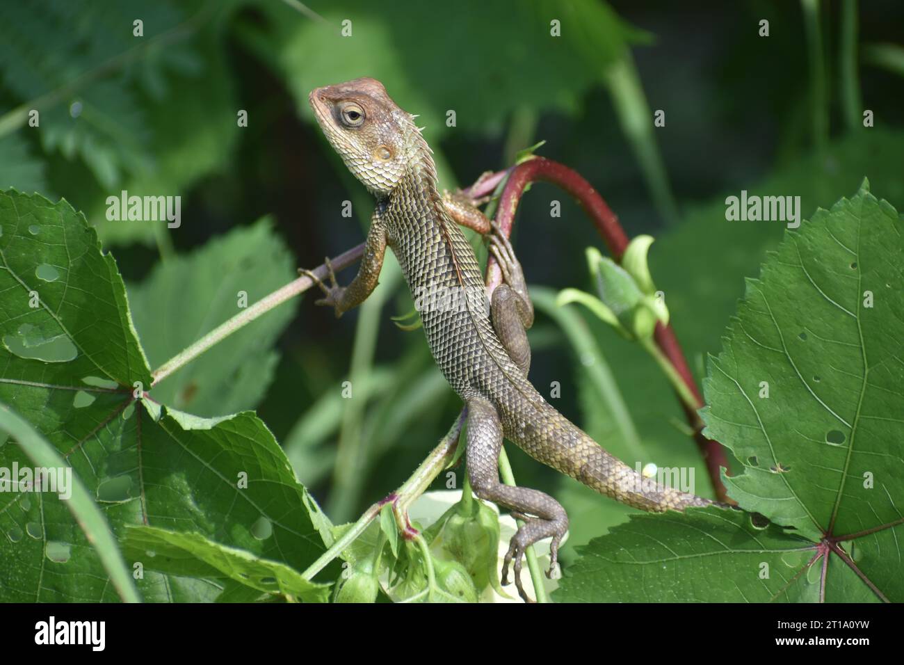 lizard on branch, lizard sunbathing on branch, green lizard climb on wood Stock Photo