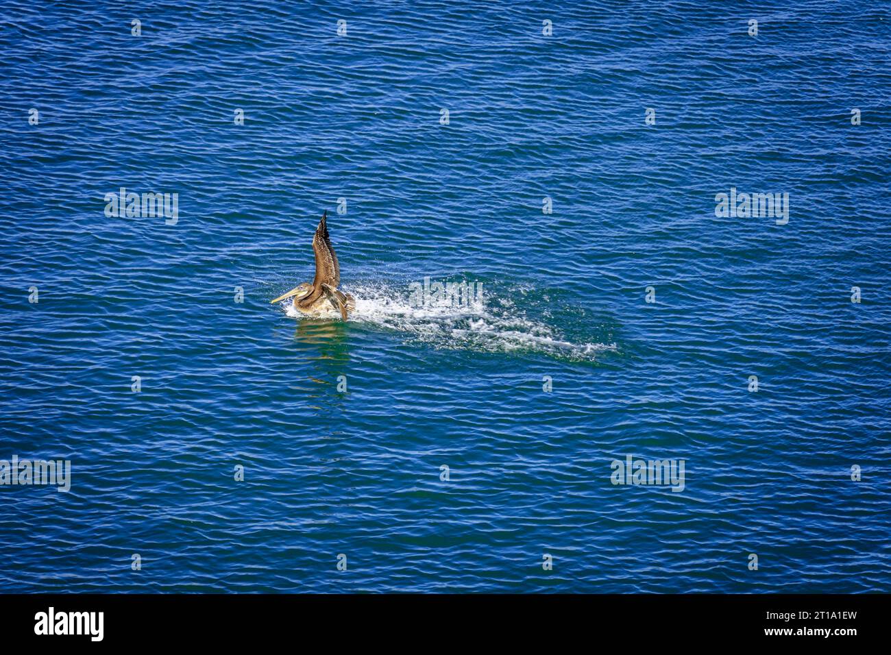 One Brown Pelican bird landing on the sea with splashing water Stock Photo