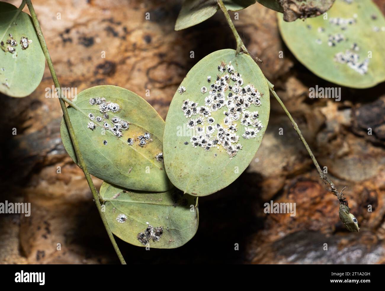 Soft Scale insects are a family of sap drinkers that can cause much damage to trees and shrubs, especially ones of economic importance. Stock Photo