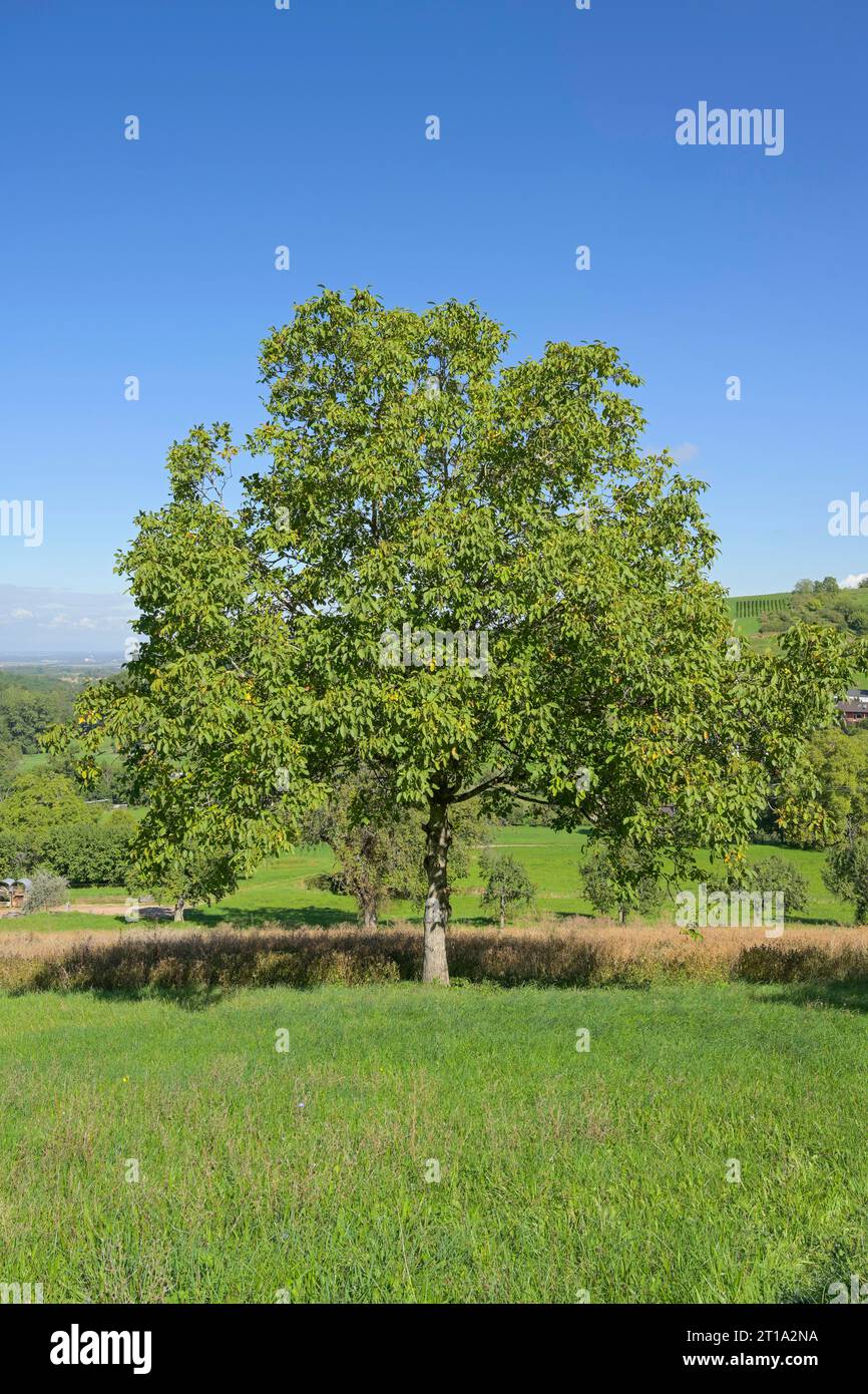 Wiese, Edelkastanie (Castanea sativa) bei Lipburg, Badenweiler, Markgräflerland, Baden-Württemberg, Deutschland Stock Photo