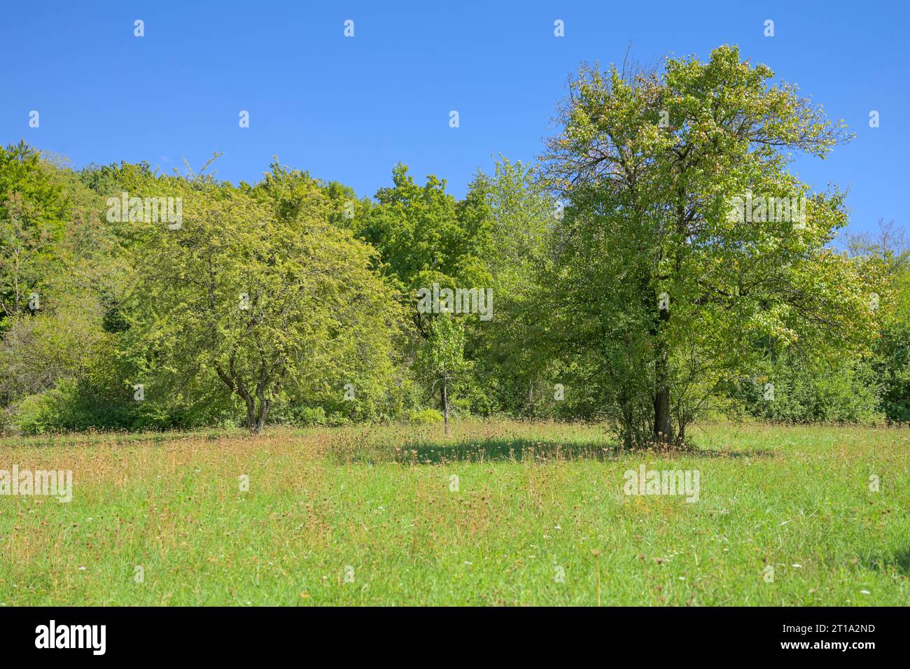 Streuobstwiese, Feldberg, Müllheim, Markgräflerland, Baden-Württemberg, Deutschland Stock Photo