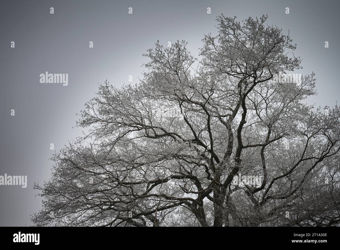 Eis, Schnee, Reif, Baum, Winter, Eiswerder, Hakenfelde, Spandau, Berlin, Deutschland Stock Photo