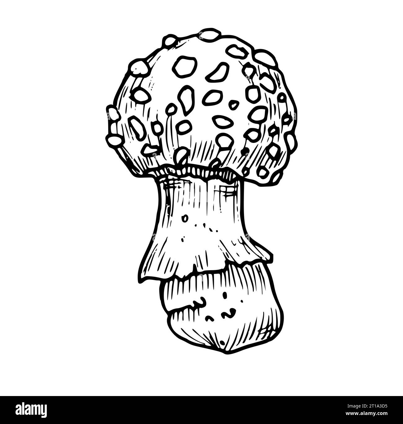 Drawing of Fly Agaric. Hand drawn vector illustration of forest psychedelic Mushroom in linear file. Engraved sketch of magic fungus painted in by black and white colors. Etching of woodland plant. Stock Vector