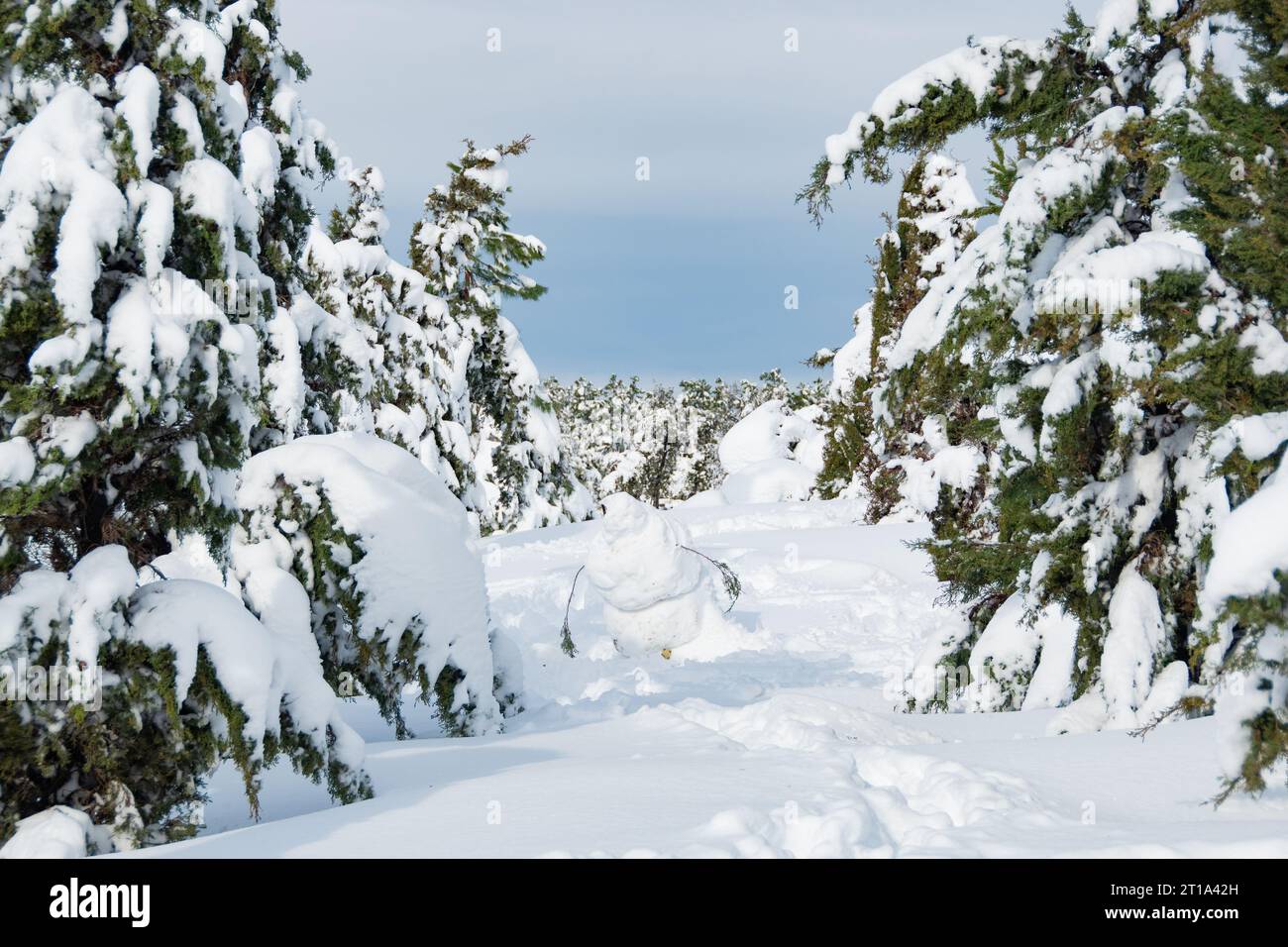 snowy fir trees Stock Photo