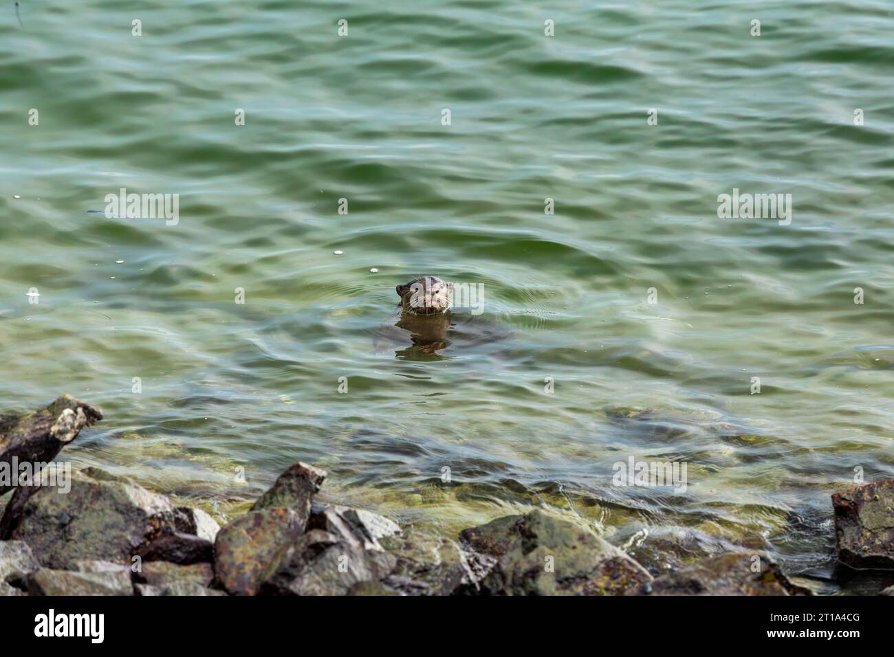 A lone female smooth coated otter scans the shoreline nervously from the sea, Singapore Stock Photo