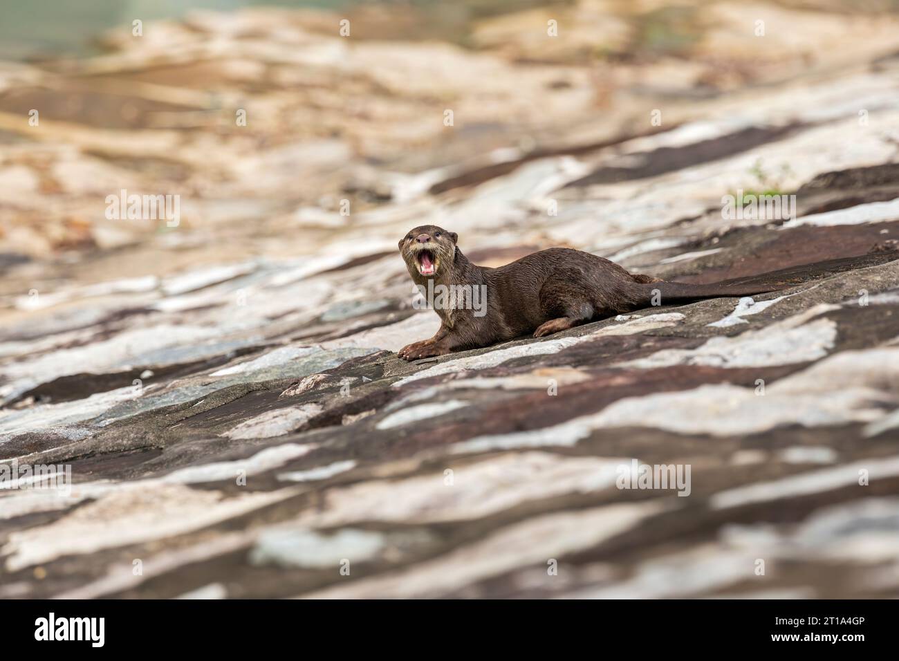 A lone female smooth coated otter cautiously rests on the edge of a reservoir, Singapore Stock Photo