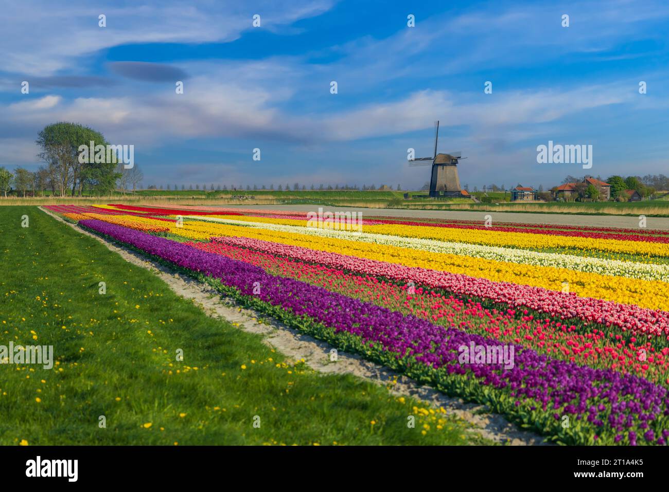 windmill with tulip field in North Holland, Netherlands Stock Photo - Alamy