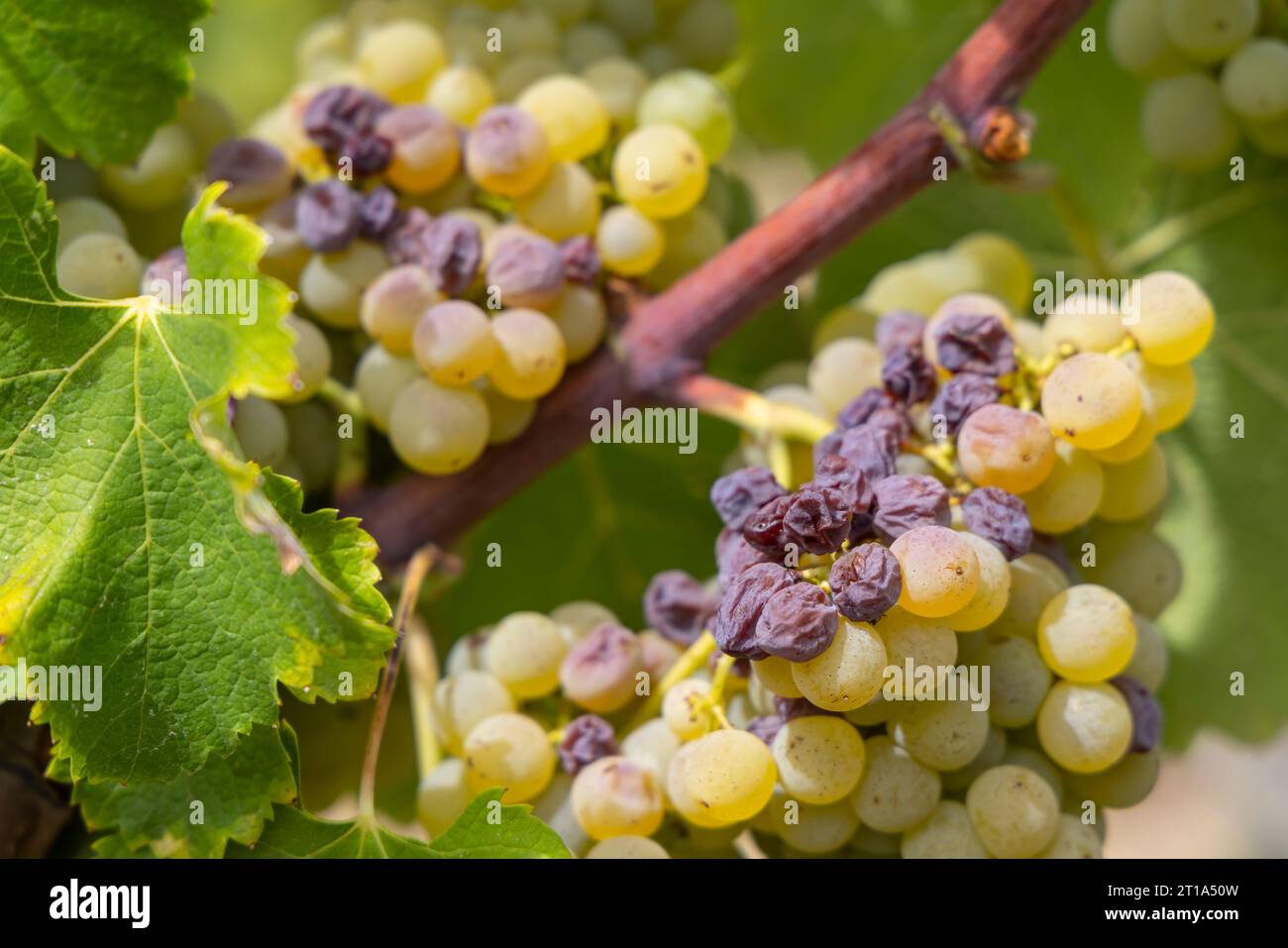 Typical grapes with botrytis cinerea for sweet wines, Sauternes, Bordeaux, Aquitaine, France Stock Photo