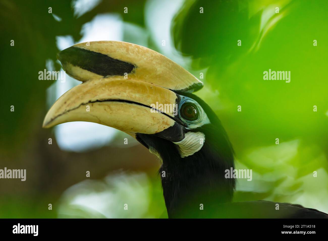 A male oriental pied hornbill foraging for fruit in a China chestnut, Singapore Stock Photo